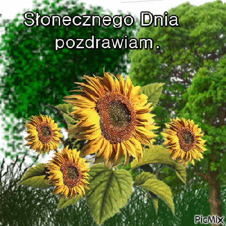 Słonecznego dnia życzą słoneczniki